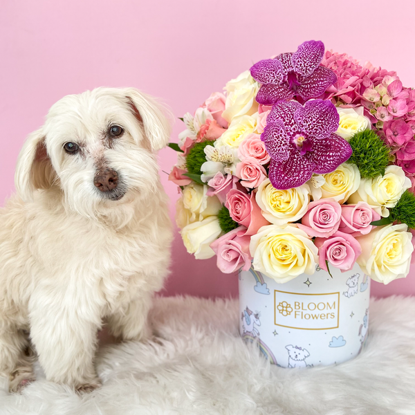 Bloom Flowers & Gifts x Adóptame Ecuador